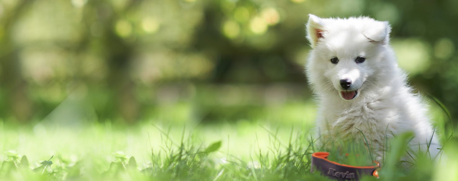 The Proposal Dog Breed Kevin